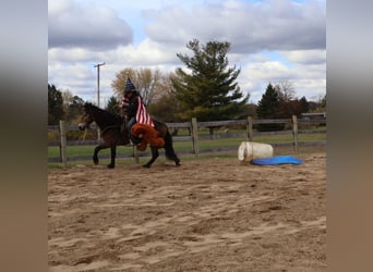 Belgian Draft Mix, Gelding, 7 years, 16,2 hh