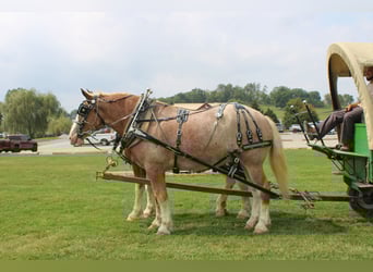 Belgian Draft Mix, Gelding, 7 years, 17,3 hh, Roan-Red
