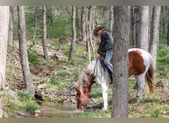 Belgian Draft Mix, Gelding, 7 years, Pinto