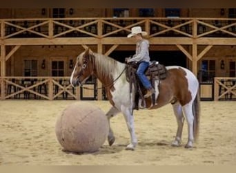 Belgian Draft Mix, Gelding, 7 years, Pinto