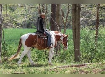 Belgian Draft Mix, Gelding, 7 years, Pinto