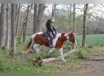 Belgian Draft Mix, Gelding, 7 years, Pinto