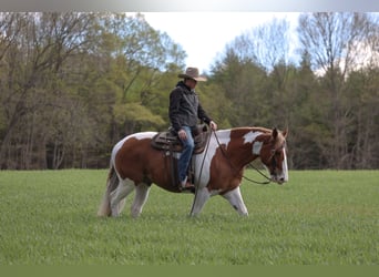 Belgian Draft Mix, Gelding, 7 years, Pinto