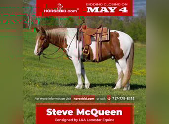 Belgian Draft Mix, Gelding, 7 years, Pinto