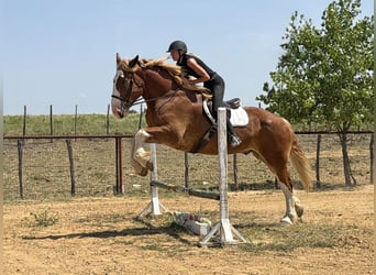 Belgian Draft, Gelding, 7 years, Sorrel