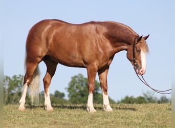 Belgian Draft, Gelding, 8 years, 15,1 hh, Overo-all-colors