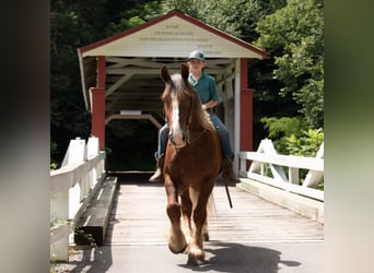 Belgian Draft, Gelding, 8 years, 15,3 hh, Chestnut