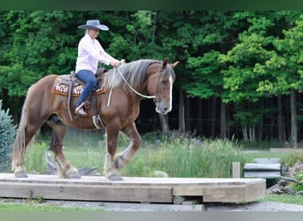 Belgian Draft, Gelding, 8 years, 15,3 hh, Chestnut