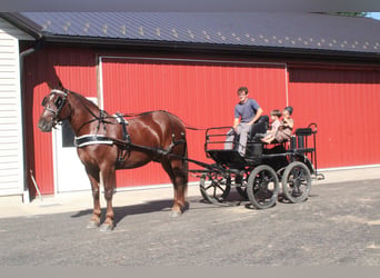 Belgian Draft Mix, Gelding, 8 years, 16 hh, Chestnut