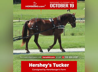 Belgian Draft Mix, Gelding, 8 years, 16 hh, Chestnut