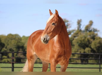 Belgian Draft, Gelding, 8 years, 16 hh, Sorrel