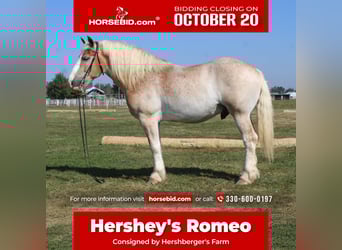 Belgian Draft Mix, Gelding, 8 years, 16,1 hh, Roan-Red