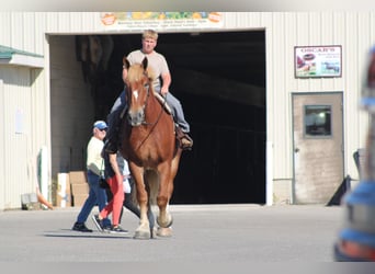 Belgian Draft, Gelding, 8 years, 17.3 hh, Sorrel