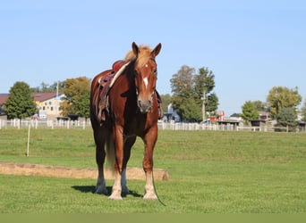 Belgian Draft, Gelding, 8 years, 17.3 hh, Sorrel