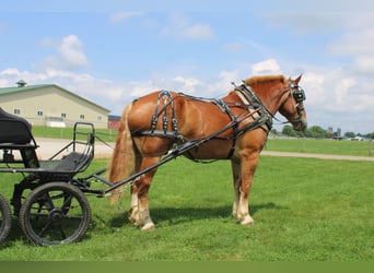 Belgian Draft, Gelding, 8 years, 17.3 hh, Sorrel