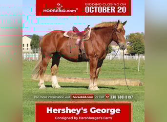 Belgian Draft, Gelding, 8 years, 17,3 hh, Sorrel