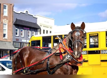 Belgian Draft, Gelding, 9 years, 16,3 hh, Brown