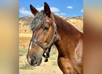 Belgian Draft, Gelding, 9 years, 16,3 hh, Brown