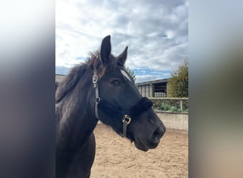 Belgian Draft, Gelding, 9 years, 16,3 hh, Black