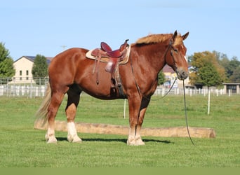 Belgian Draft, Gelding, 9 years, 17.3 hh, Sorrel