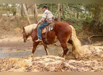 Belgian Draft, Gelding, 9 years, Chestnut