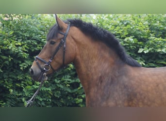 Belgian Draft, Mare, 12 years, 16.1 hh, Brown