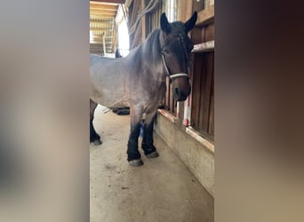 Belgian Draft, Mare, 13 years, 16.1 hh, Brown Falb mold