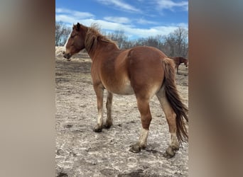Belgian Draft Mix, Mare, 13 years, 16 hh, Chestnut