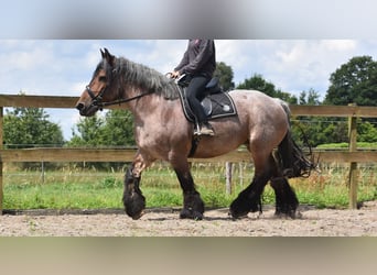 Belgian Draft, Mare, 15 years, 15.1 hh, Roan-Bay