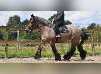 Belgian Draft, Mare, 15 years, 15.1 hh, Roan-Bay