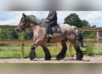 Belgian Draft, Mare, 15 years, 15.1 hh, Roan-Bay