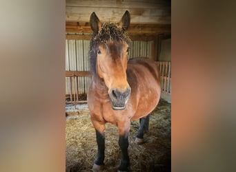 Belgian Draft, Mare, 15 years, 15,2 hh, Chestnut