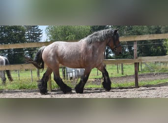 Belgian Draft, Mare, 15 years, 15,2 hh, Roan-Bay