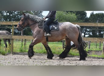 Belgian Draft, Mare, 15 years, 15,2 hh, Roan-Bay