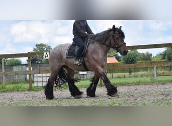 Belgian Draft, Mare, 15 years, 15,2 hh, Roan-Bay