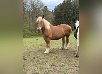 Belgian Draft, Mare, 15 years, 16.2 hh, Chestnut-Red