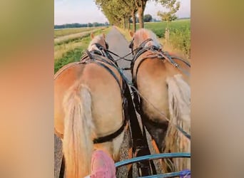 Belgian Draft, Mare, 17 years, 16,2 hh, Chestnut-Red