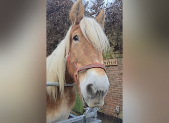 Belgian Draft, Mare, 17 years, 16,2 hh, Chestnut-Red