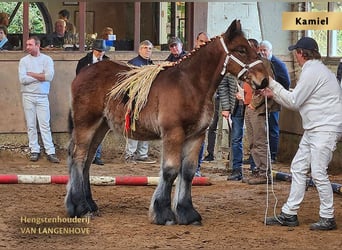 Belgian Draft, Mare, 1 year, Gray-Blue-Tan