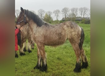 Belgian Draft, Mare, 1 year, Gray-Red-Tan