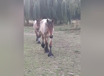 Belgian Draft, Mare, 1 year, Roan-Bay