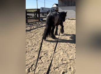 Belgian Draft, Mare, 3 years, 15.1 hh, Gray-Blue-Tan