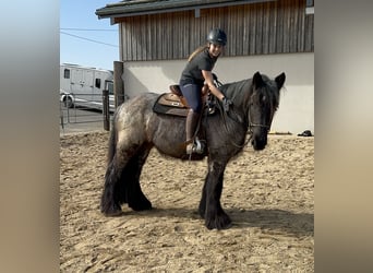 Belgian Draft, Mare, 3 years, 15.1 hh, Gray-Blue-Tan