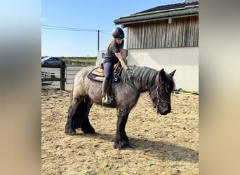 Belgian Draft, Mare, 3 years, 15.1 hh, Gray-Blue-Tan