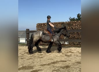 Belgian Draft, Mare, 3 years, 15.1 hh, Gray-Blue-Tan