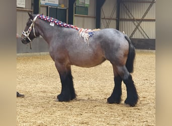 Belgian Draft, Mare, 3 years, 16,1 hh, Roan-Bay