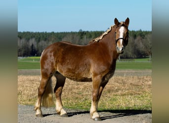 Belgian Draft, Mare, 4 years, 15.2 hh, Chestnut-Red
