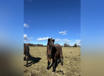 Belgian Draft, Mare, 4 years, 15,2 hh, Gray-Red-Tan