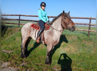 Belgian Draft, Mare, 4 years, 15.2 hh, Grey-Blue-Tan