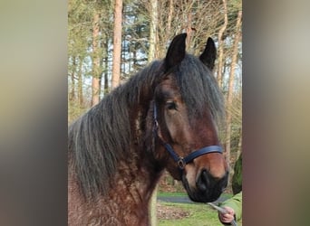 Belgian Draft, Mare, 4 years, 16 hh, Gray-Red-Tan